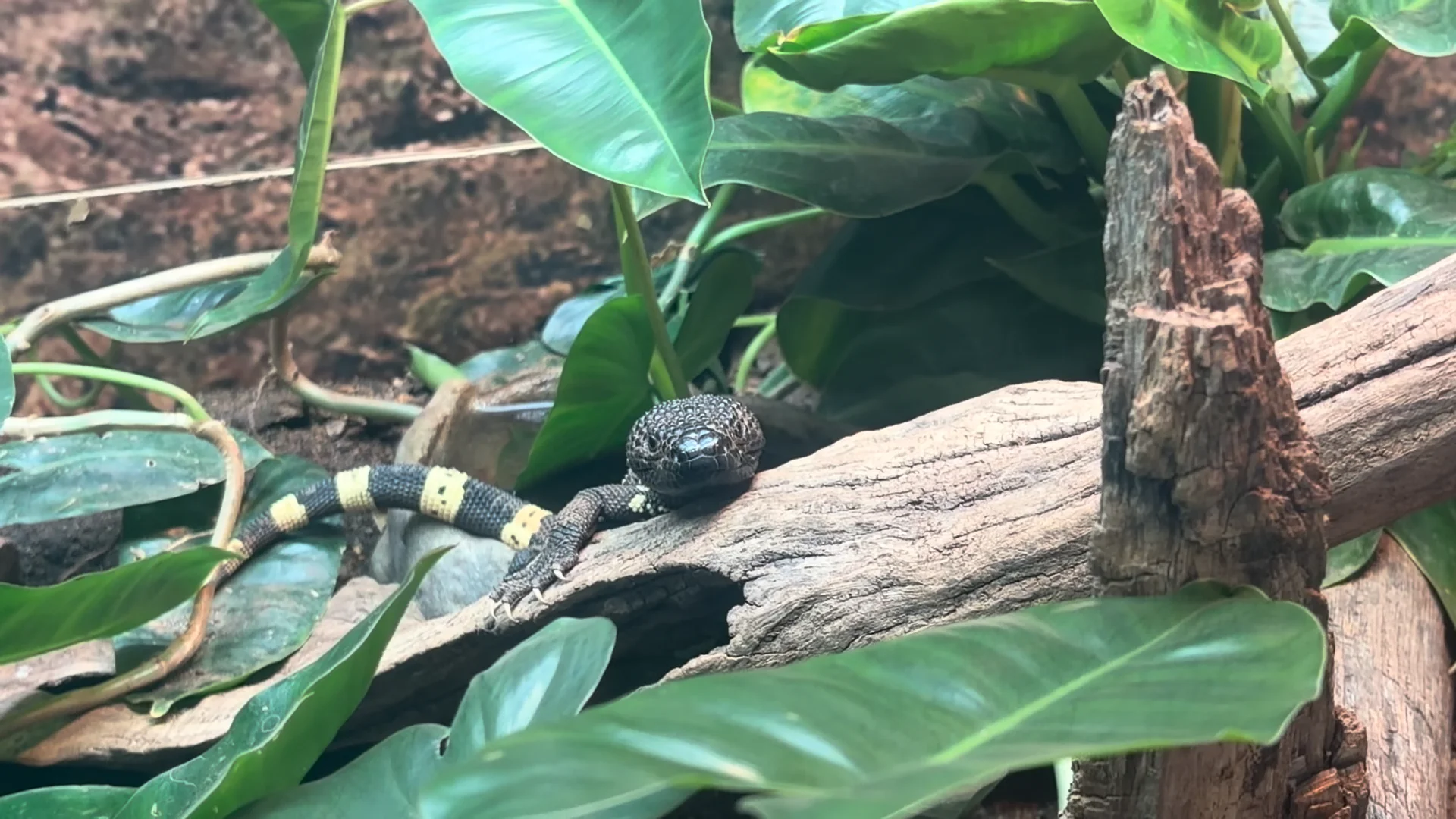 Guatemalan Beaded Lizard Conservation Efforts