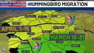 It's Hummingbird Season