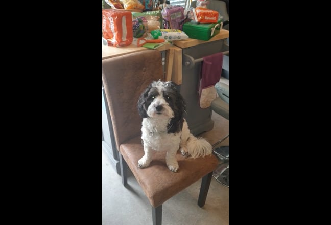 Room with a river view - pets welcome! Main Photo