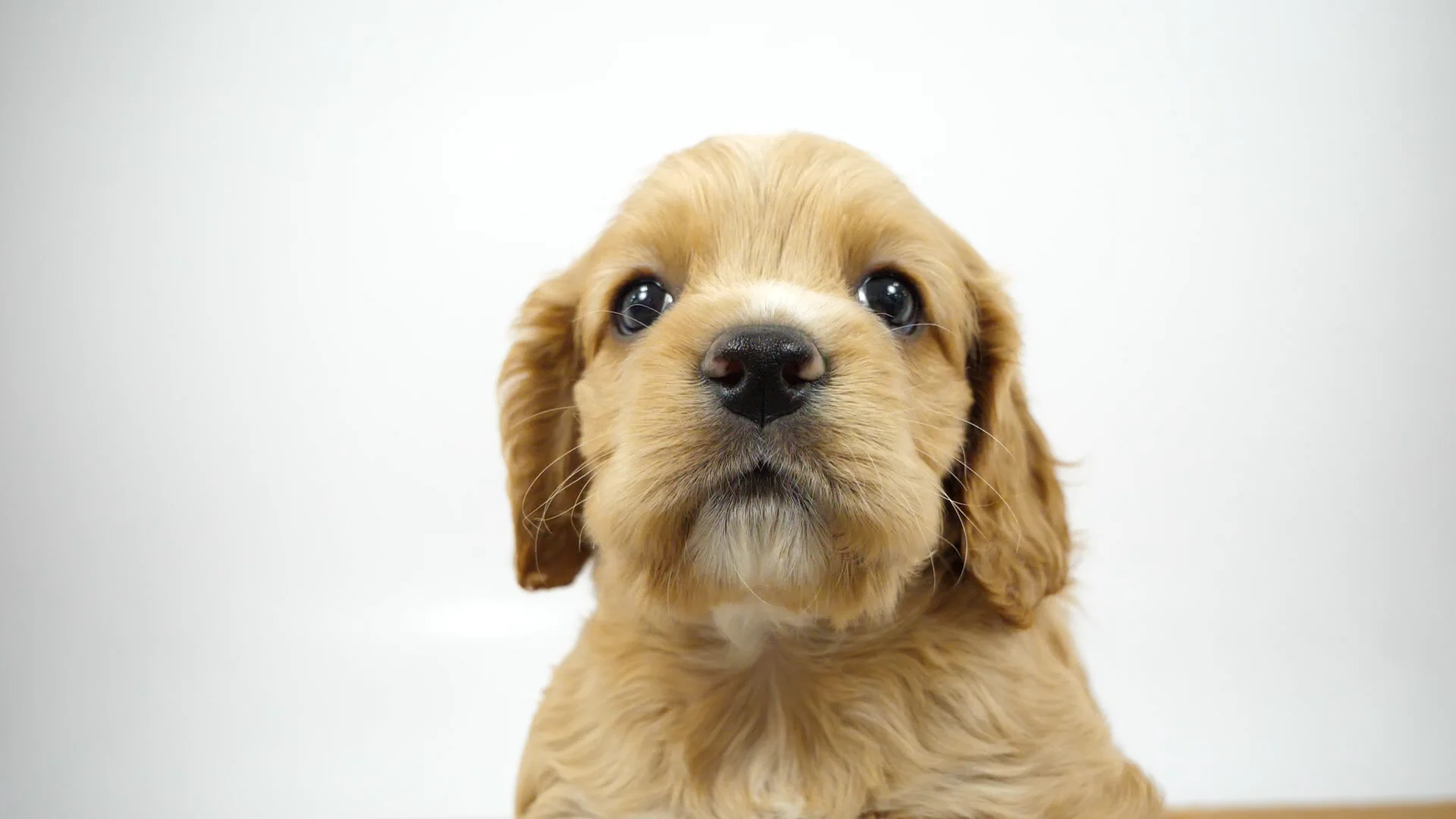 アメリカン・コッカー・スパニエル バフ 女の子 ウエルケアセンター