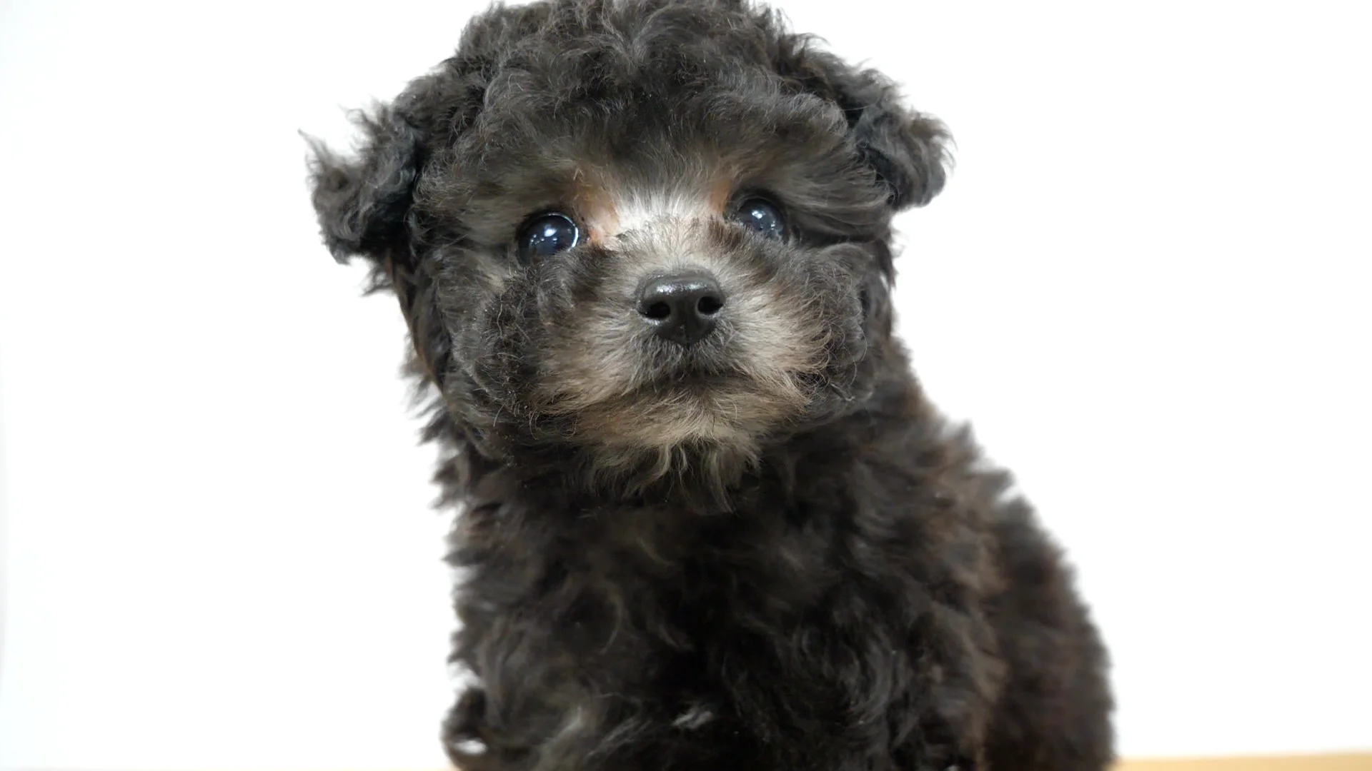 ブラックプードル様専用 UNTITLED グレー 4 トイプードル 【2021年8月4