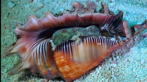 0598_Lambis shell turning around on seafloor
