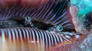 0597_Lambis snail eyes close up