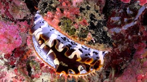0402_Thorny Oyster closing on coral reef