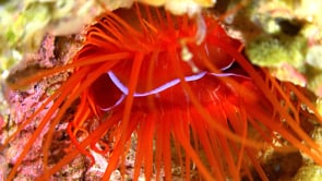 0043_Flaming file shell close up