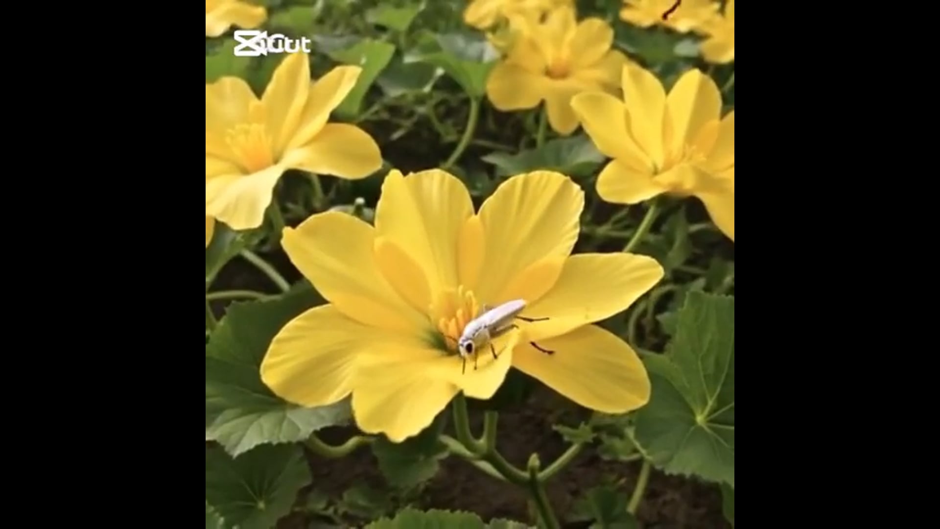 ▶️....n *भगवान सभी का अन्न दाता है
शांति से देखिए। जो संसार मे आया है वो एक दिन जाएगा जरूर,  इस लिये अहंकार नही नम्रता सिखिये