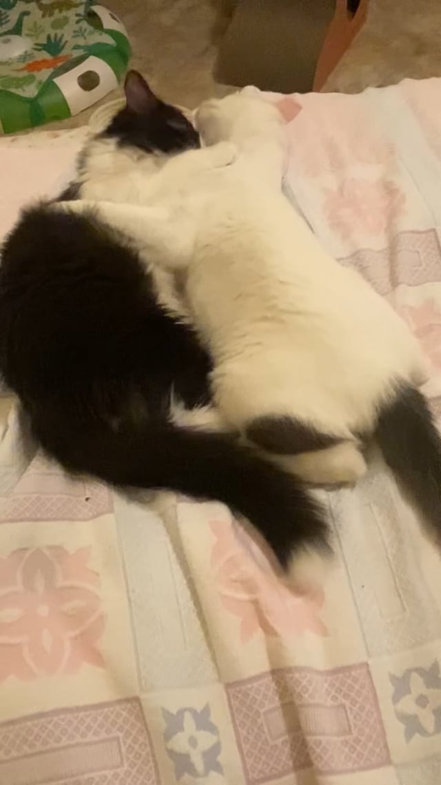 Enlarge Lady Godiva & Jack Frost - 6 MONTHS - A MATCH MADE IN HEAVEN!, a ADOPTABLE Domestic Medium Hair in Bristow, VA video 6/6