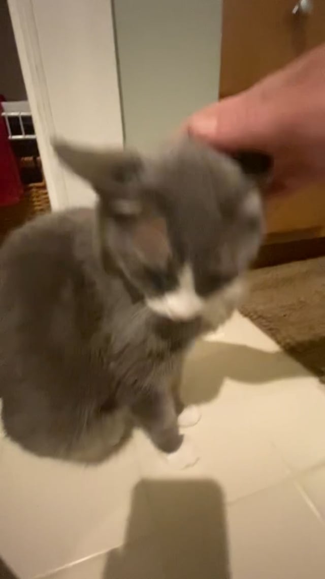 Enlarge Violet - FROM THE AISLES OF LOWE’S TO YOUR WARM & LOVING HEART!, a ADOPTABLE American Shorthair in Bristow, VA video 3/3