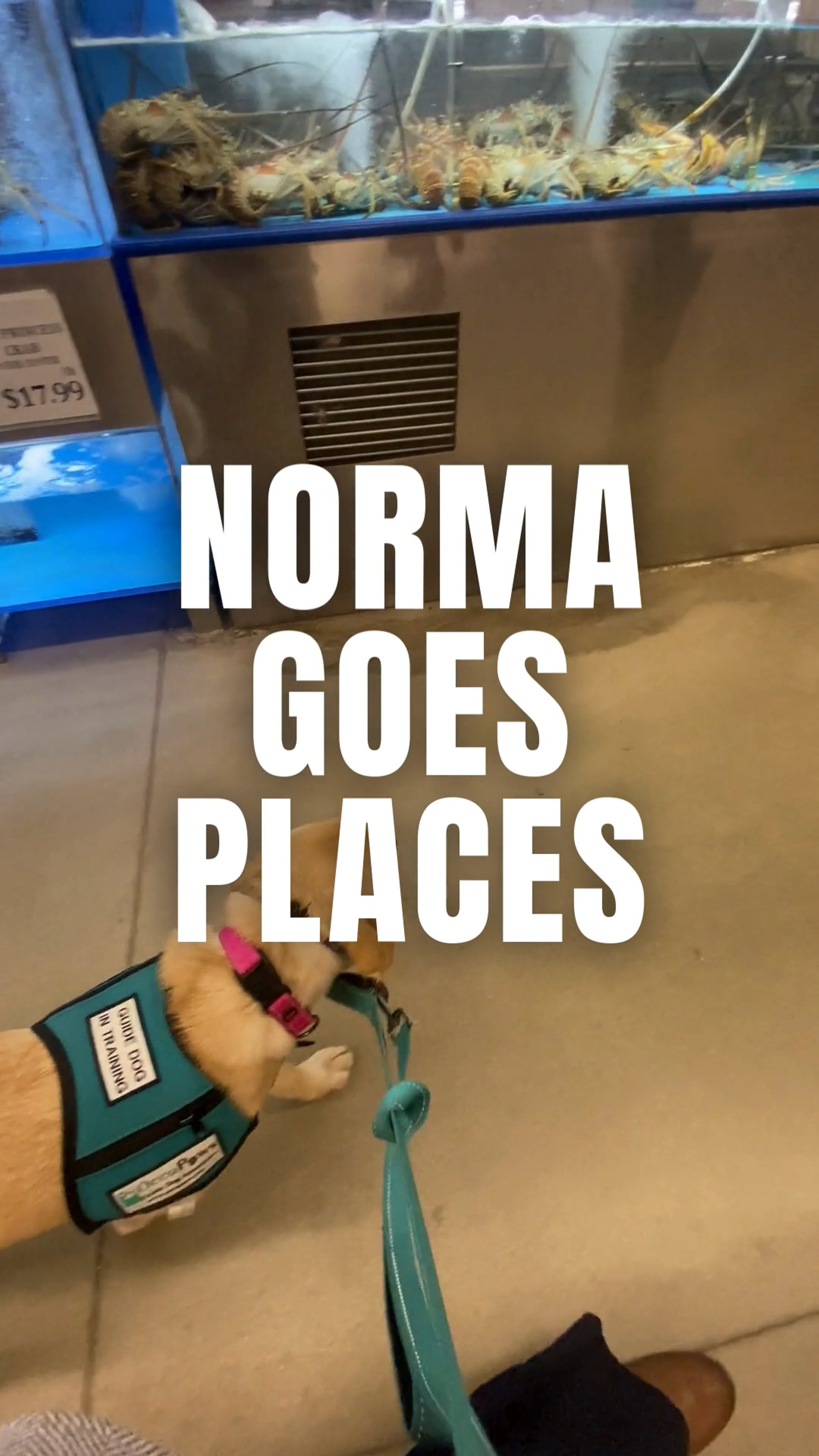Behind the Scenes Training - GDiT Norma Goes Places