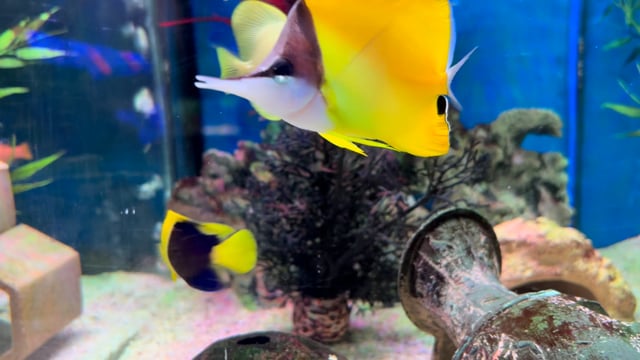 'Go faster fin' Bicolour Angelfish tank bred WYSIWYG 33 video