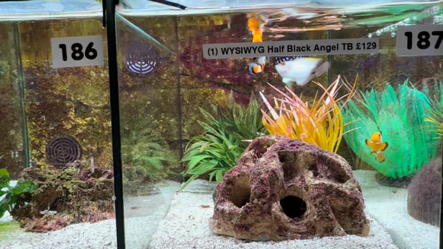 Halfblack Angelfish Tank Bred WYSIWYG 1 video