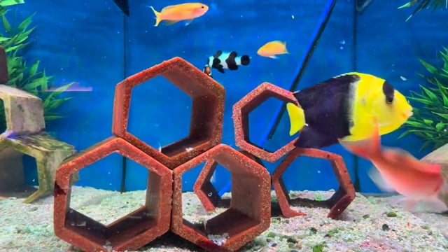 Aberrant Bicolour Angelfish WYSIWYG 14 video