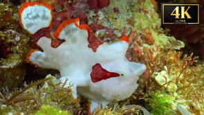 Underwater Short Film - Frogfish Secrets