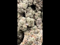 Platinum yeti