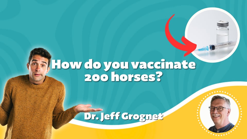 How do you vaccinate 200 horses?