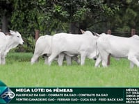 Lote 221