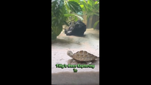 Una Dutton Park video thumbnail 16