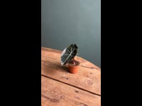 Alocasia-Red-Petiole-video