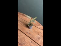 Calathea-vittata-video