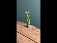 Dracaena-Lucky-Bamboo-sand-video