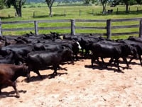 Lotes<br>03 / 04 / 05 / 06