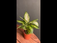 Dieffenbachia-Camille-video