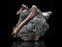 Vulture Bone Fossil AWFOSS425 video 1