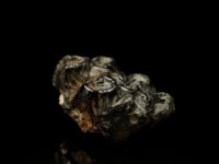 Molar Tooth Fossil AWMOLA426 video 1