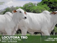 Lote 204