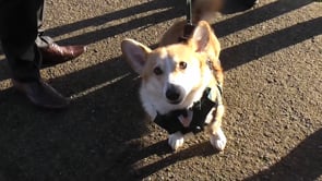 Related Embedded Video Item Thumbnail