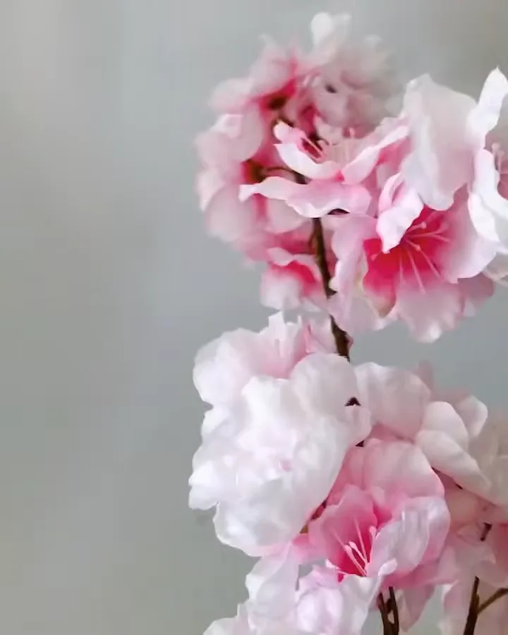 ｵｵﾁﾞｮｳﾁﾝｻﾞｸﾗ: 造花（アーティフィシャルフラワー） ｜ YDMオンライン