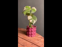 Maceta-bob-magenta-video (1)