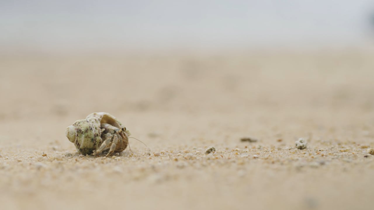 The Regency Secret Hideaway