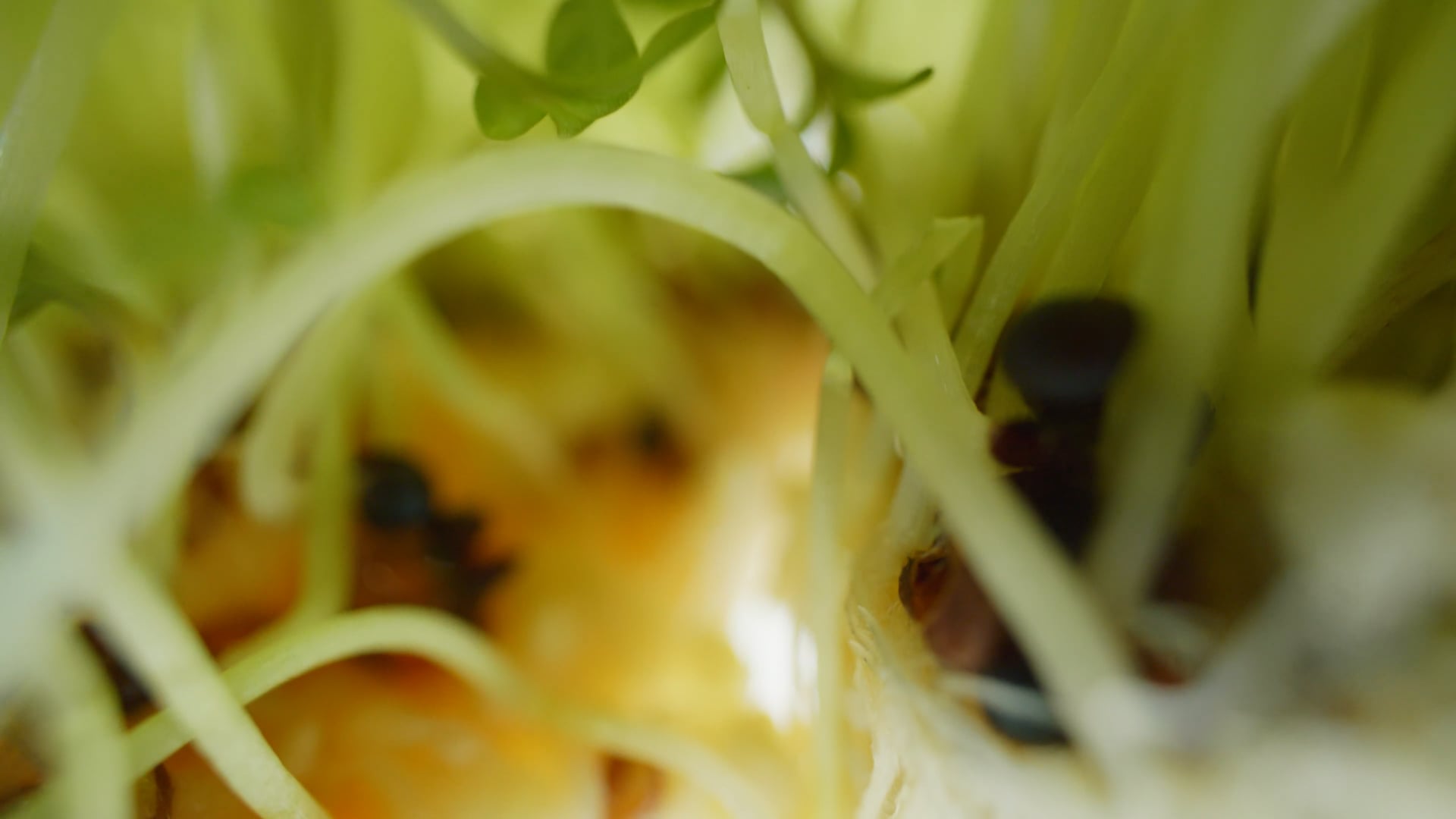 Interstellar Cuisine: Foods of the Future