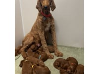 Posey Nursing Pups 08-21-2025