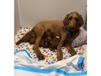 Posey Nursing Pups 08-11-2025