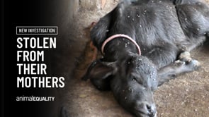 Undercover footage exposes animal cruelty on India’s dairy farms
