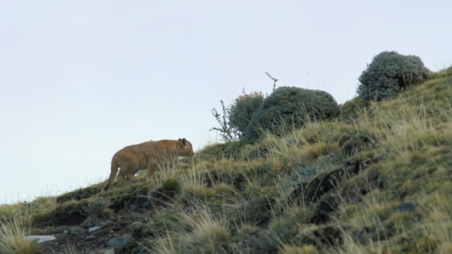 Dynasties II - E01 - Part 3 - Animal Documentary