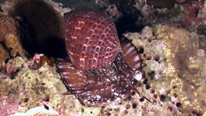 0558_ Shell gliding over coral reef at night