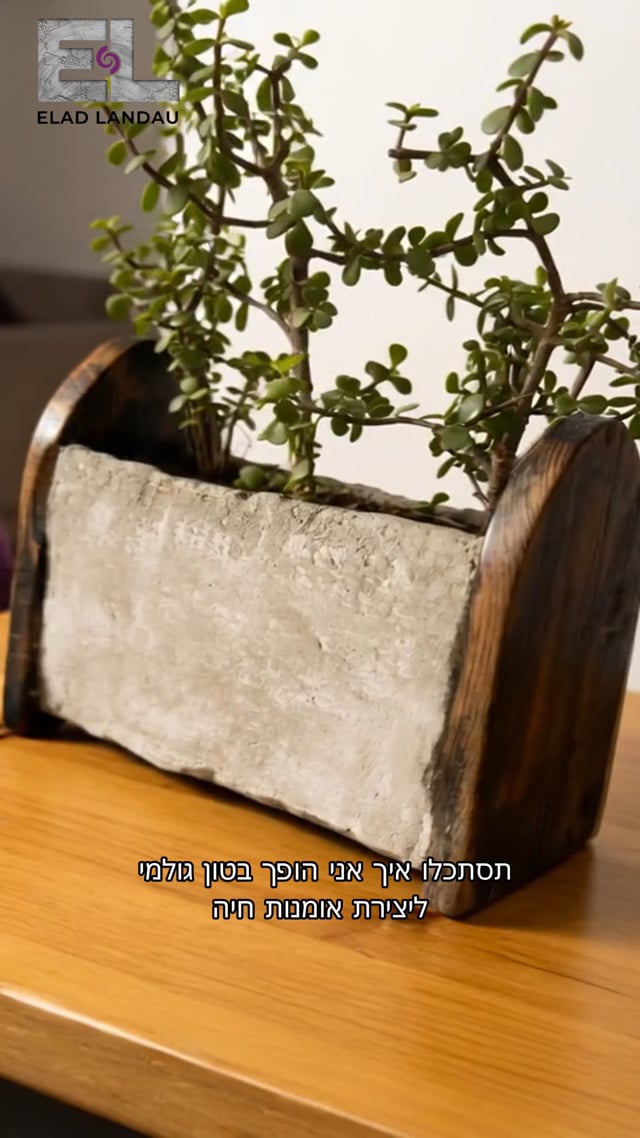 אלעד לנדאו קלרה