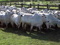 Geral Lotes<br>70 / 71 / 72 / 73