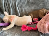 My personality & characteristics