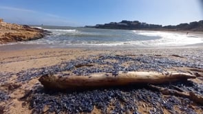 Les barquetes de Sant Pere arriben per mil·lers a l'Escala