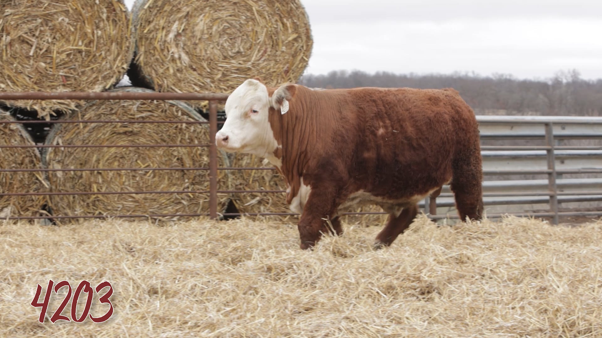 Lot 4203 SRR MR 0921 TESTED 4203