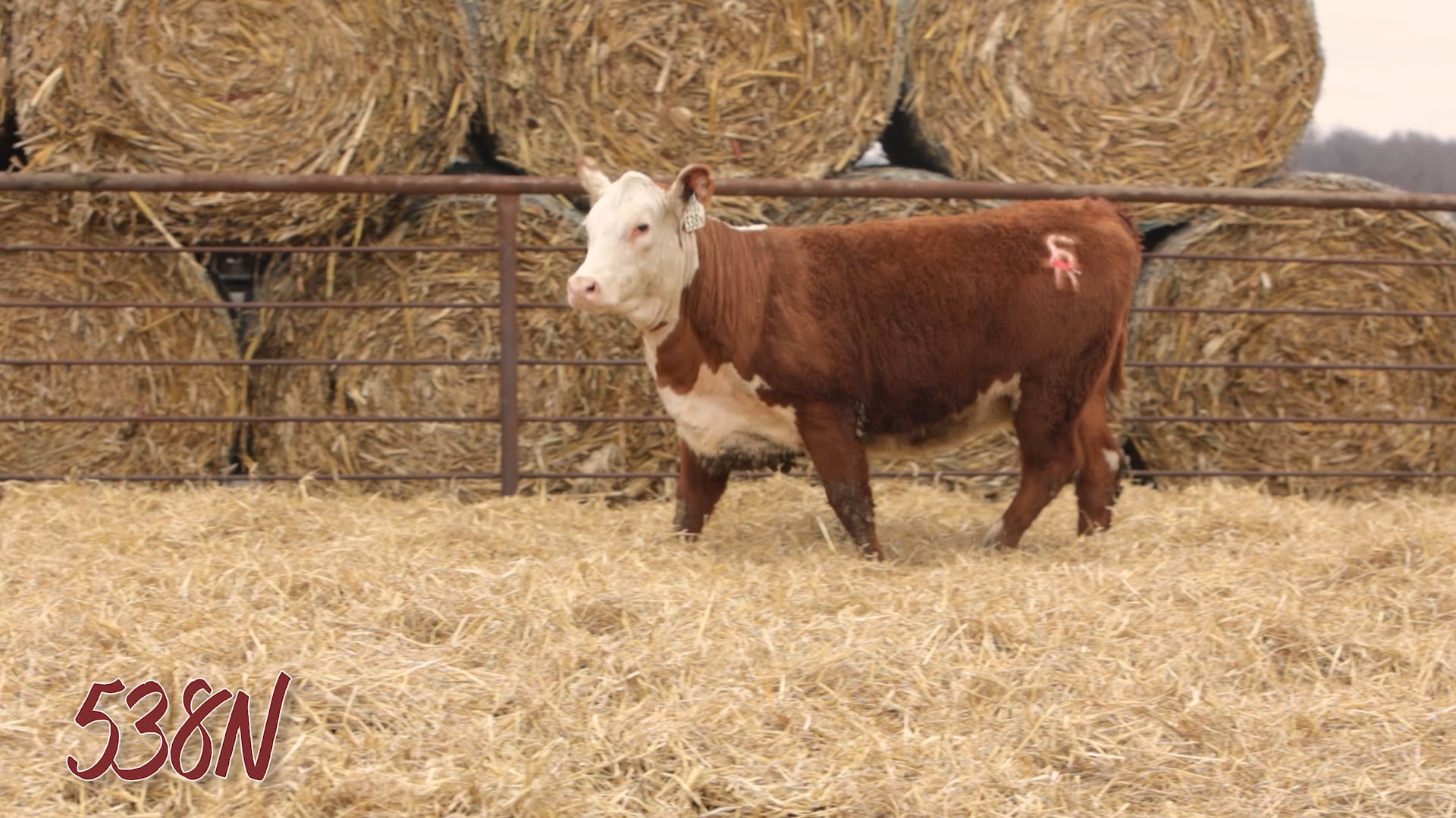 Lot 538 SRR MISS 0195 RELEVANT 538N