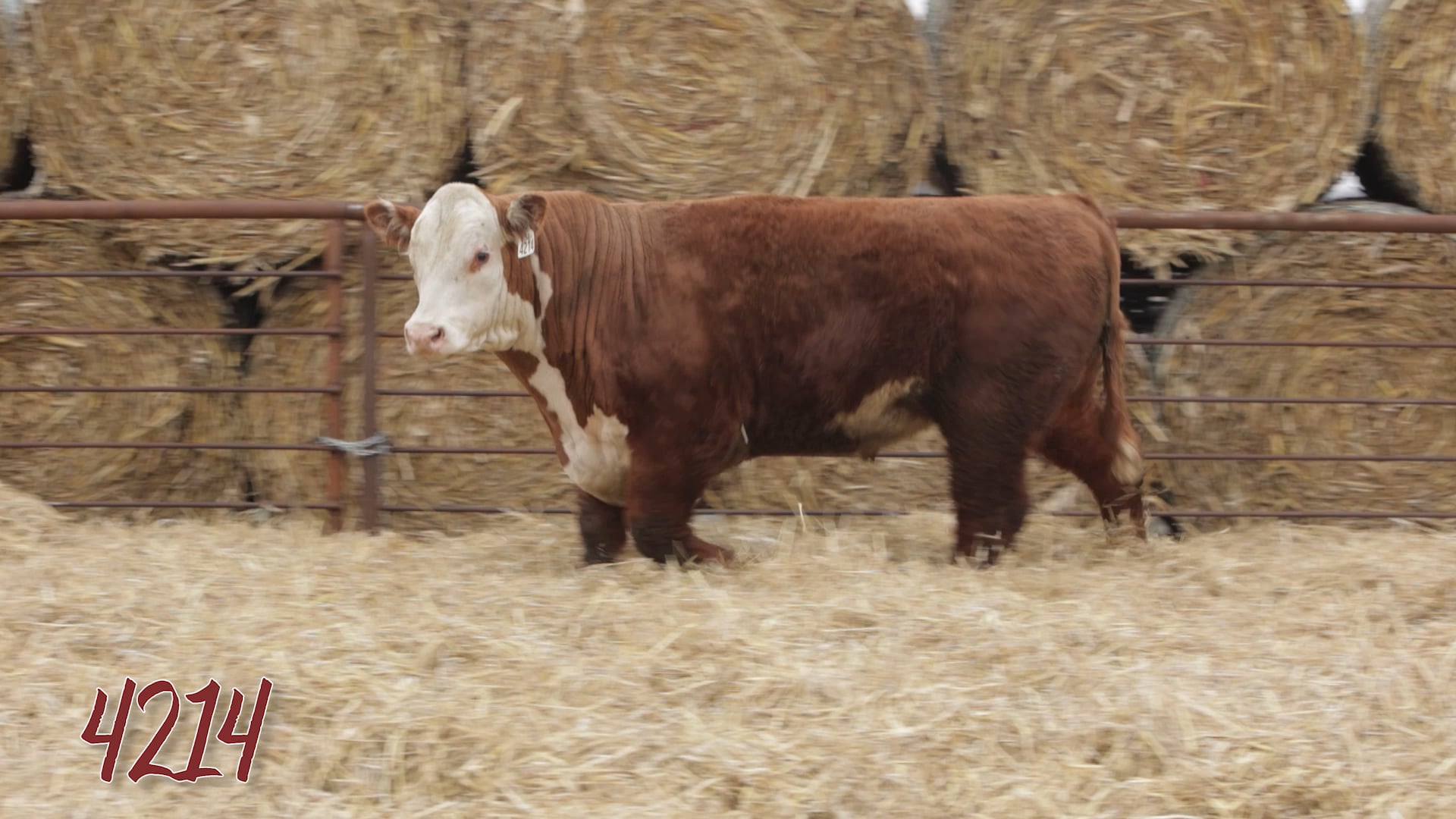 SRR PRODUCTION SALE 18-MONTH OLD BULLS