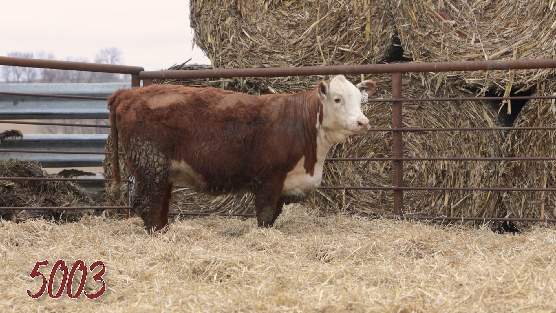 Lot 5003 SRR MISS 0921 TESTED 5003