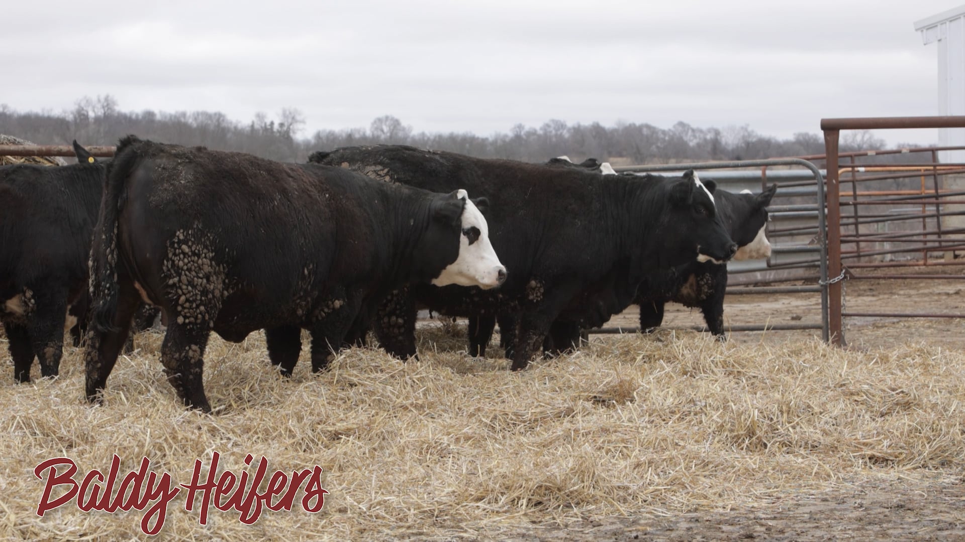 SRR PRODUCTION SALE HEIFERS