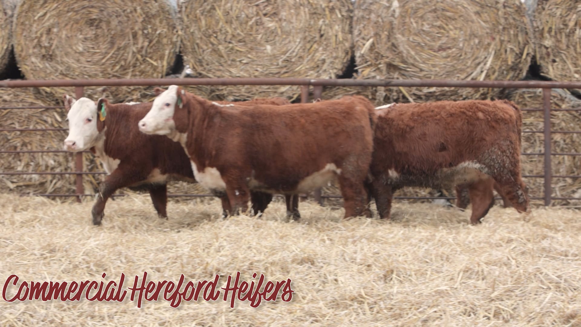 Commercial Herefords Heifers