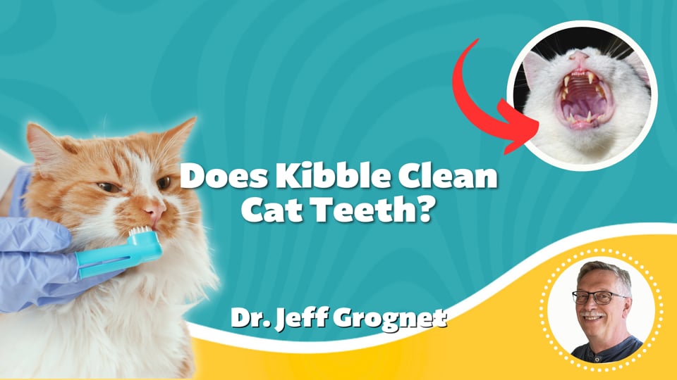 Does Kibble Clean Cat Teeth?